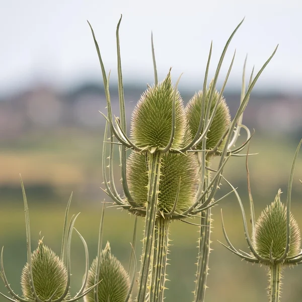 贝博体育捕鱼游戏